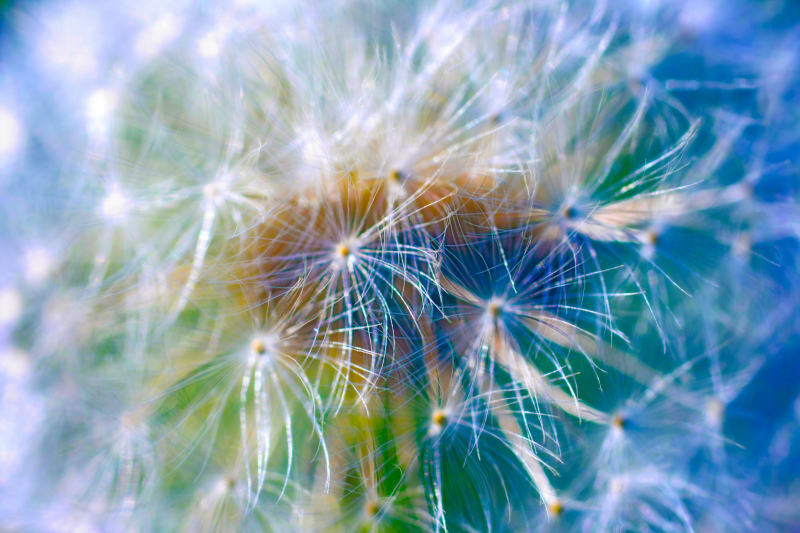 dandelion picture bright closeup realistic 