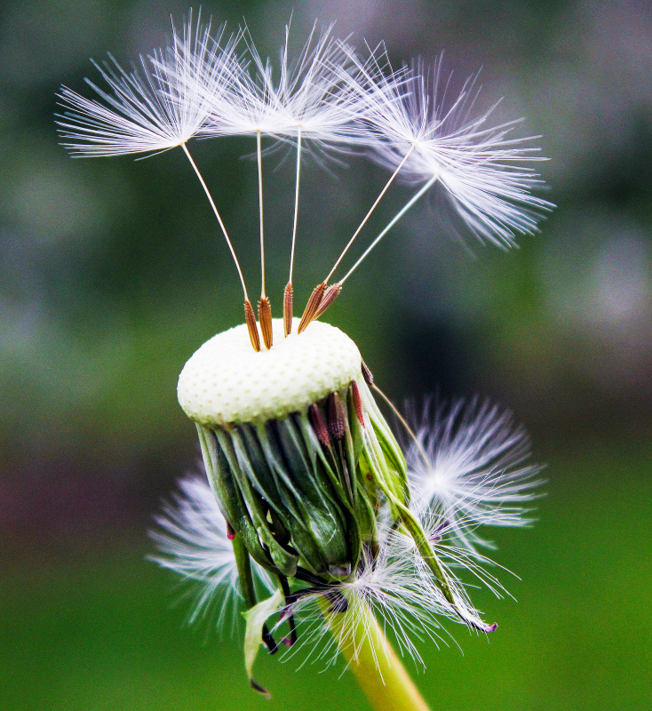 dandelion picture closeup bright closeup  