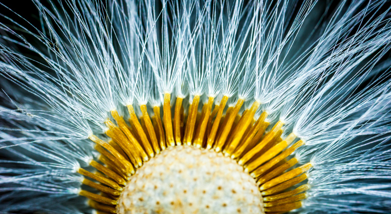 dandelion picture closeup contrast
