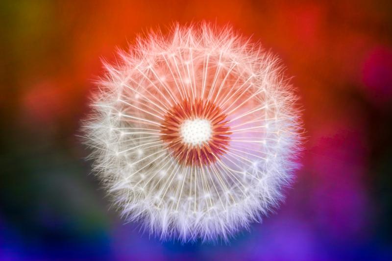 dandelion picture elegant blurred closeup 