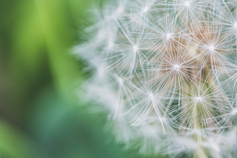 dandelion picture elegant bright closeup 