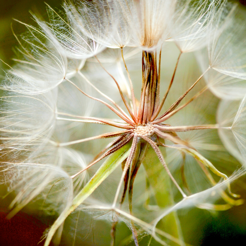 dandelion picture elegant closeup 
