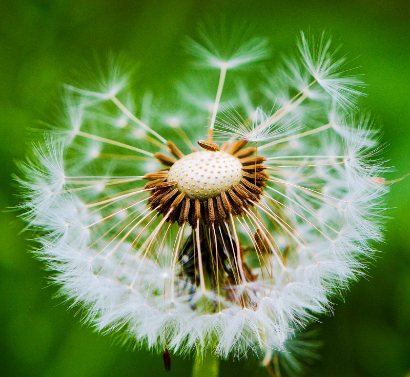 dandelion picture elegant closeup 