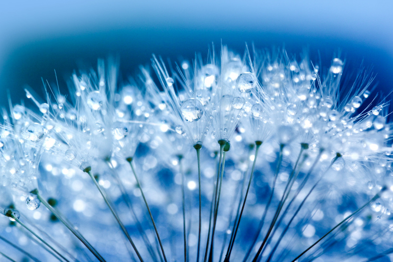 dandelion picture elegant wet closeup 