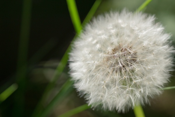 dandelion seeds flower 
