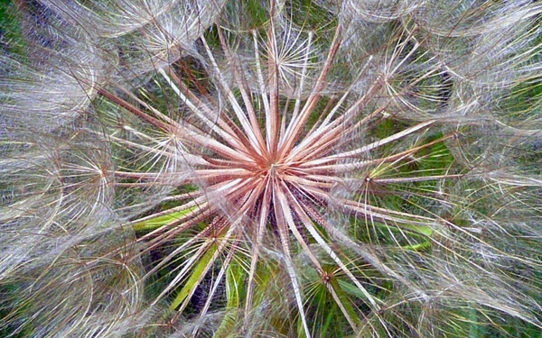 dandelion wild flower