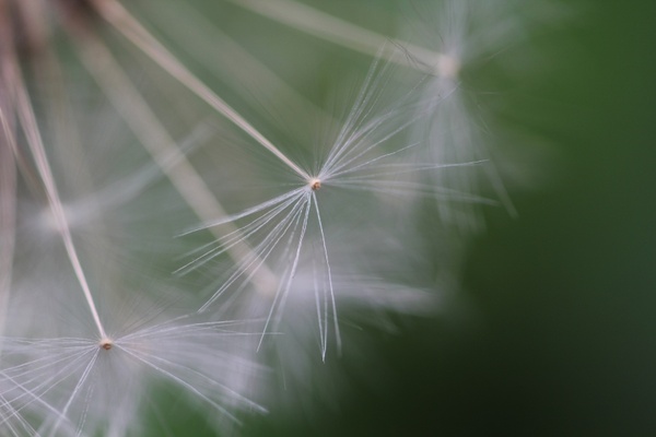dandelion wind seeds