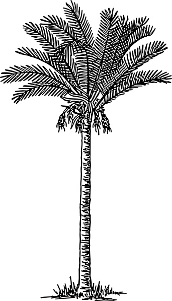 20+ New For Outline Date Palm Drawing | The Campbells Possibilities
