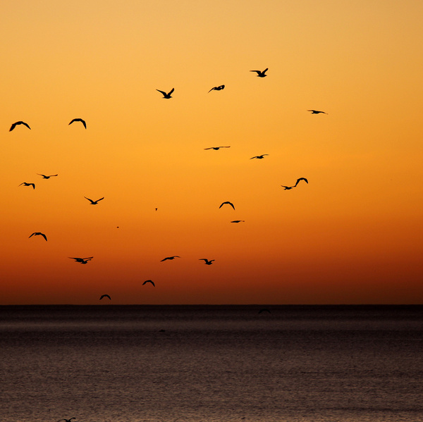 dawn with birds 