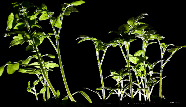 day 166 tomato plants
