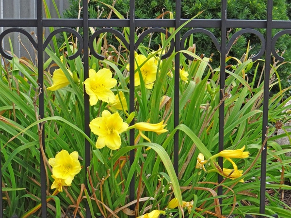 day lily jail