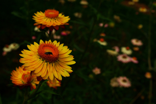 dazzling yellow flower