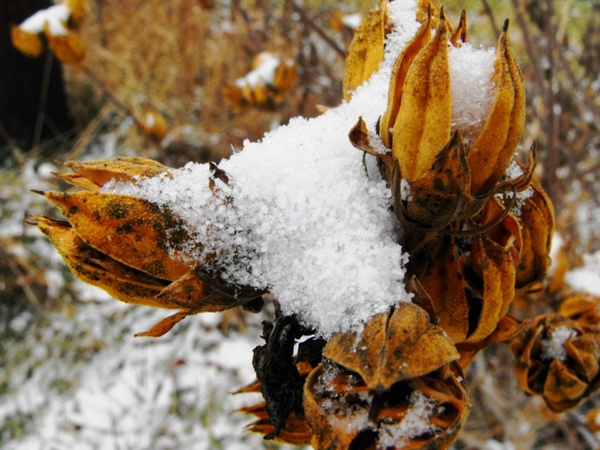 dead plant cover with snow
