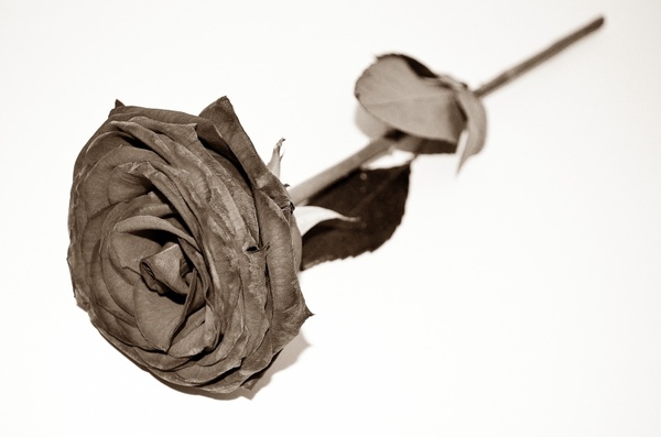dead roses end 