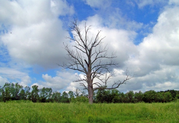 dead tree in field
