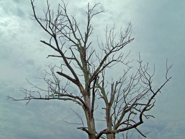 dead tree sky