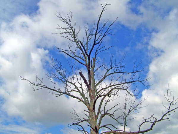 dead tree sky
