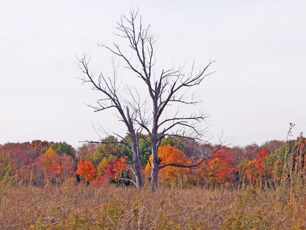 dead trees in autumn field