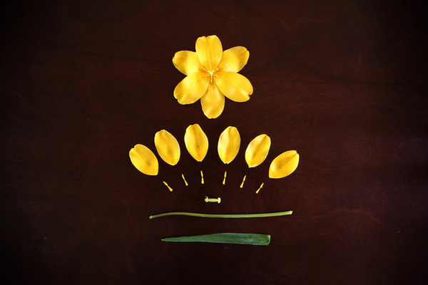 deconstructed yellow tulip