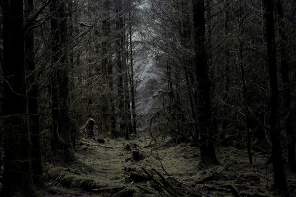 deep dark woods