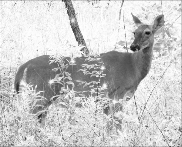deer in sparklewoods