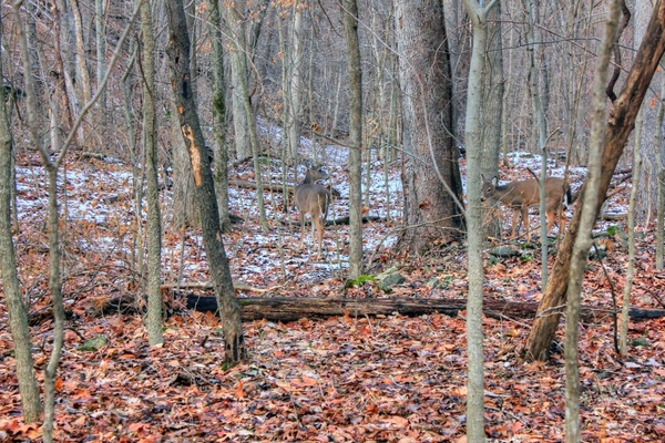 deer in the winter forest at weldon springs state natural area missouri