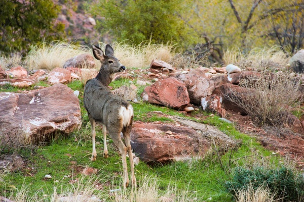 deer standing in grass 038 rocks