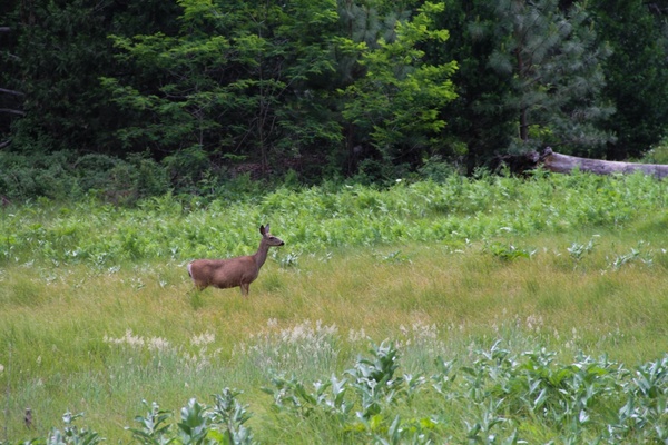 deer standing in grassy meadow