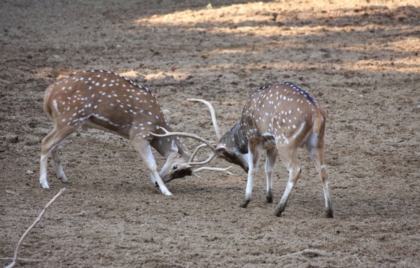deers fight male