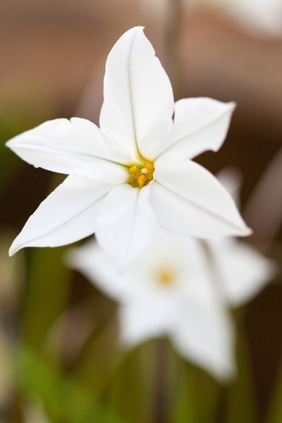 delicate white flower