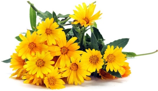 delicious yellow daisy definition picture 
