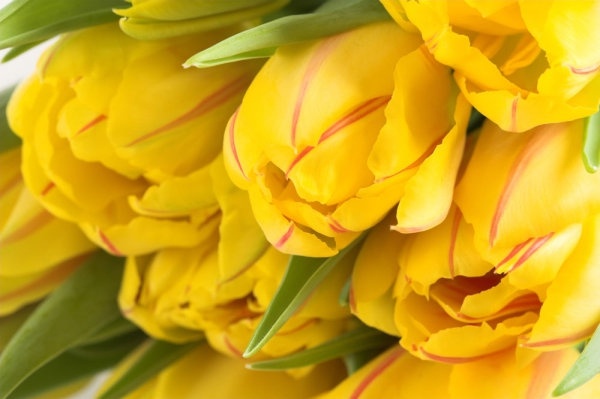 Download Yellow Flowers Free Stock Photos Download 13 069 Free Stock Photos For Commercial Use Format Hd High Resolution Jpg Images