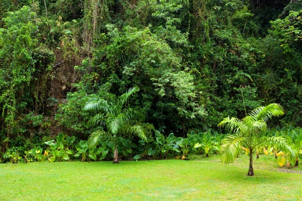 dense vegetation