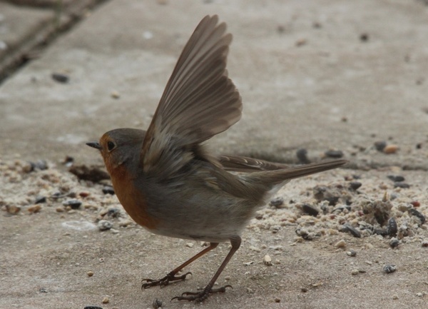 departure robin bird