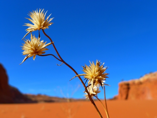 desert flower landscape