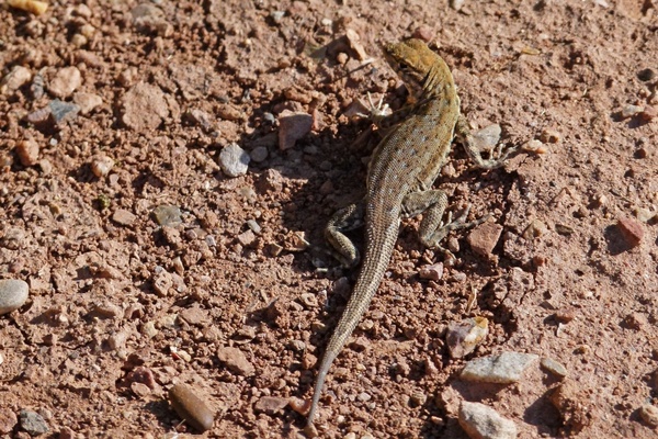 desert iguana lizard wild life