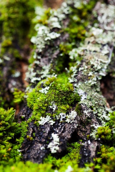 detail of moss