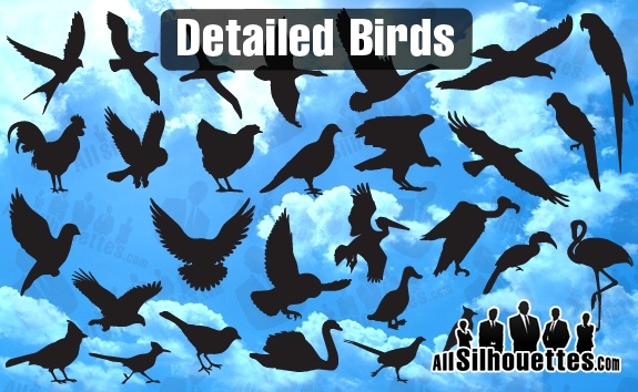 Detailed Vector Birds