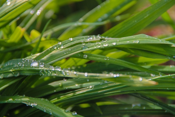 dew water droplets on blades of grass 