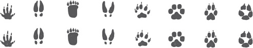 different animal footprint vector graphics
