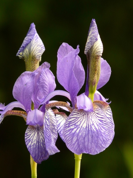different colored irises iris plant