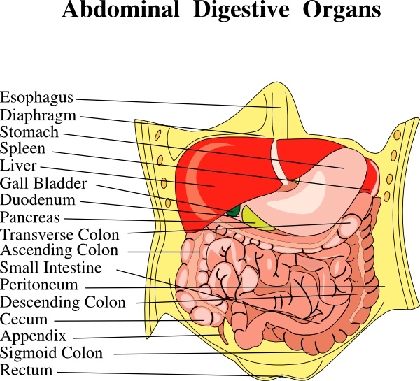 Digestive Organs Medical Diagram clip art Vectors graphic art designs
