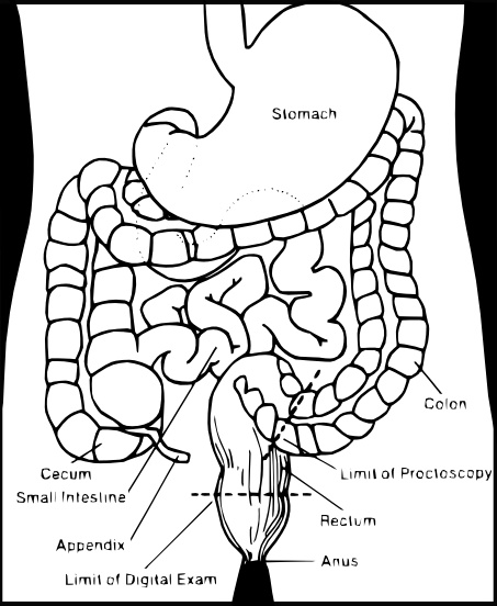 Digestive System clip art