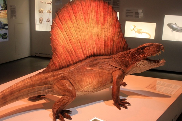 dimetrodon 