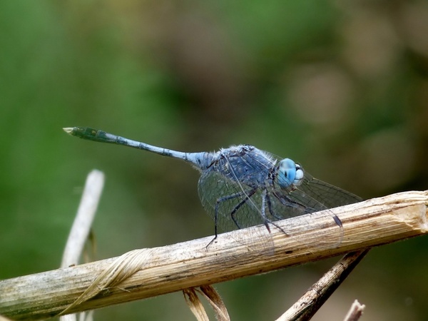diplacodes trivialis ground skimmer insect