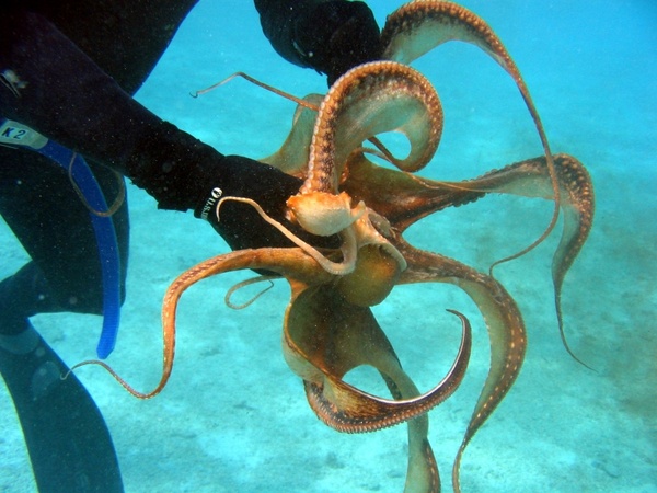 diver octopus grasping