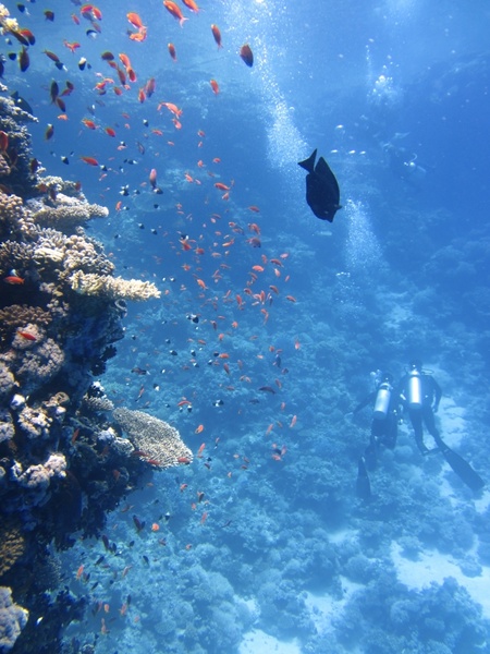 divers underwater ocean