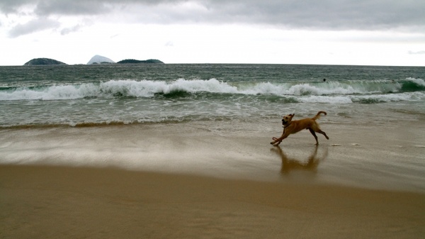 dog beach water
