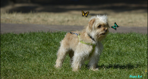 dog butterflies
