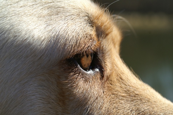 dog eye close